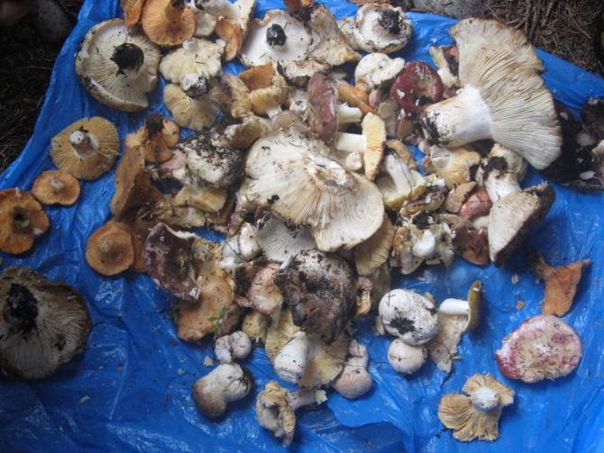 СТО И ОДНА ВЕРЕВКА. Горный поход 6 к. с. по Терскею 6-31 августа 2013 г. (Горный туризм, турклуб нгу, терскей, каракол, киргизия, новосибирск, горный туризм)