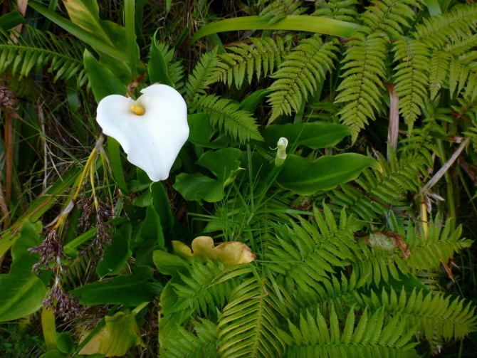Три недели реюньонинга (продолжение, Путешествия, каньонинг)