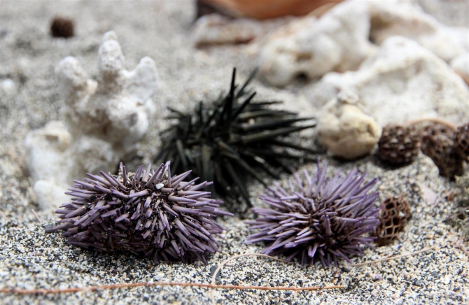 Три недели реюньонинга (окончание, Путешествия, каньонинг)