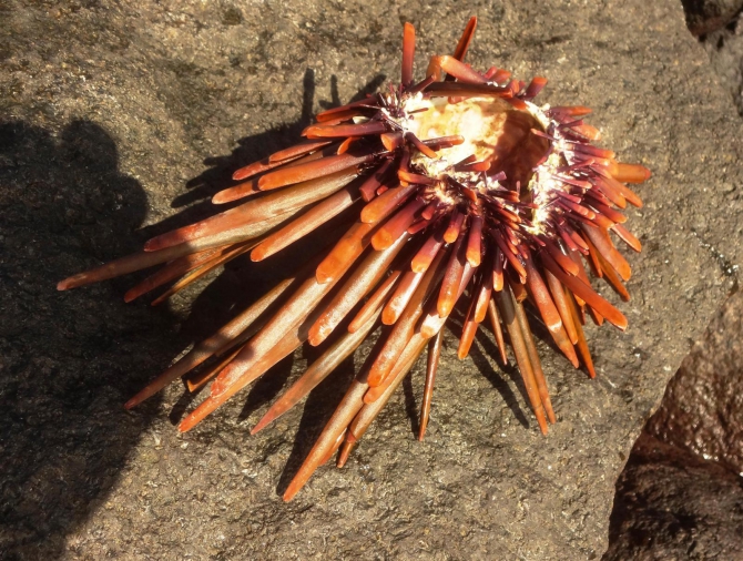 Три недели реюньонинга (окончание, Путешествия, каньонинг)