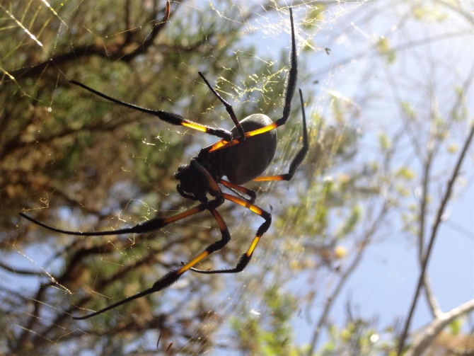 Три недели реюньонинга (окончание, Путешествия, каньонинг)