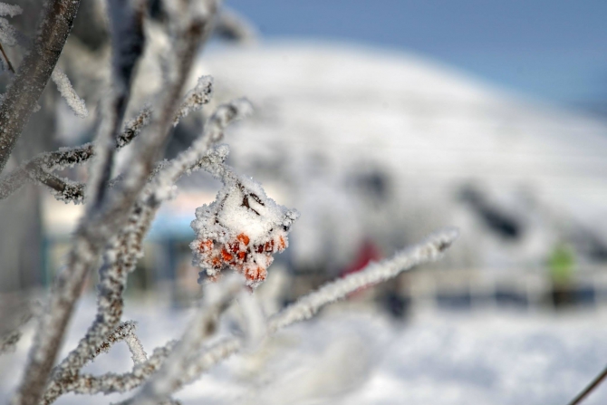 ШЕРЕГЕШСКИЕ ЁЛКИ (Бэккантри/Фрирайд, bd, marmot, slash, yes, кирилл анисимов, фрирайд)