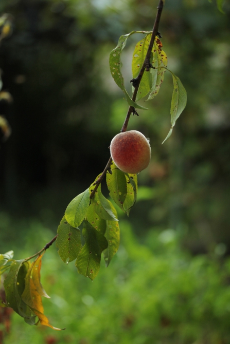 Здравствуй, младший брат, или как я в Болгарии Архыз искала (Путешествия, болгария, варна, вело-поход, велотуризм, велосипед, вписка, гостеприимство, екатерина светлая, клуб гостеприимства, открытость, путешествие)