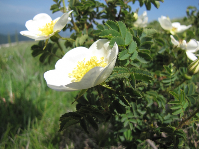 Крым 2010. Ангарский перевал - Алупка. (Горный туризм, горный туризм)