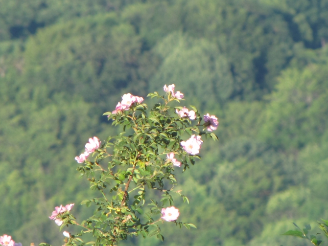 Крым 2011. Байдарская долина - с. Виноградное (возле Алушты, Горный туризм, горный туризм)