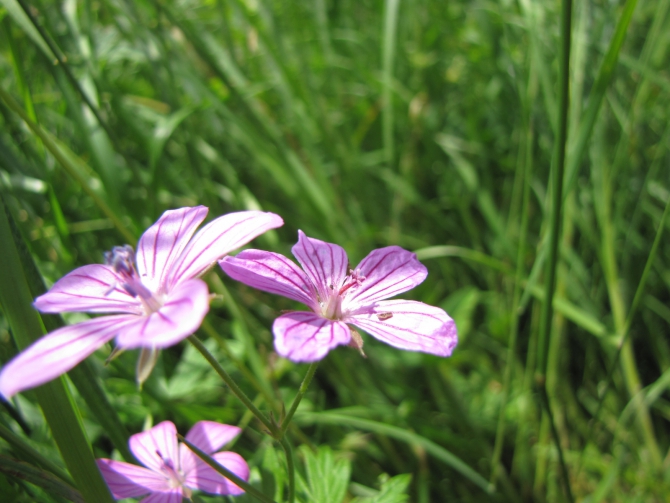 Крым 2011. Байдарская долина - с. Виноградное (возле Алушты, Горный туризм, горный туризм)