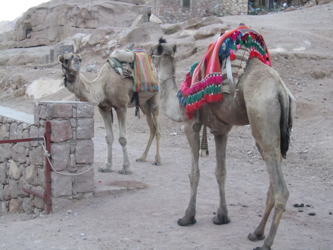 Восхождение на египитскую Сафсафу по «мягким камням» (Альпинизм, сафсафа, египет)