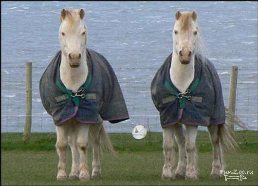 Официальный пресс-релиз о создании нового клуба любителей гор "Старый конь". (Альпинизм)