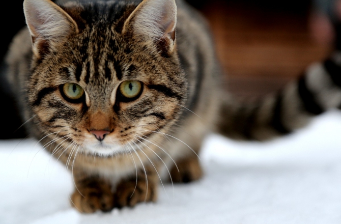 Катце в Китце..