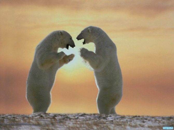 Ice Climbing Fest-contest «SPITSBERGEN-2014» Возвращаясь к истории: вопрос знатокам (Альпинизм, шпицберген, redfox, редфокс, rockempire)