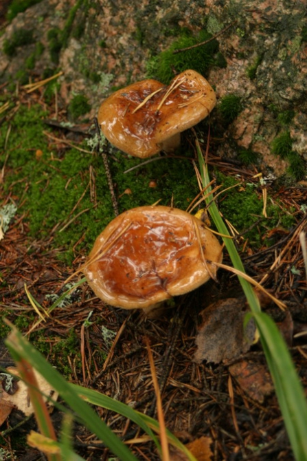 Экспресс Москва-Выборг... Рецепт приготовления классных выходных! (Скалолазание, монрепо)