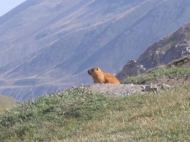 Высотные каникулы, или Лето на «пятерку» (Альпинизм, заалай, перевал, зулумарт, бергшрунд, долина, туристический, поход, маршрут, высота, акклиматизация, восхождение, горный, горная пятерка, памир, пик ленина, вершина, урицкого, дзержинского)