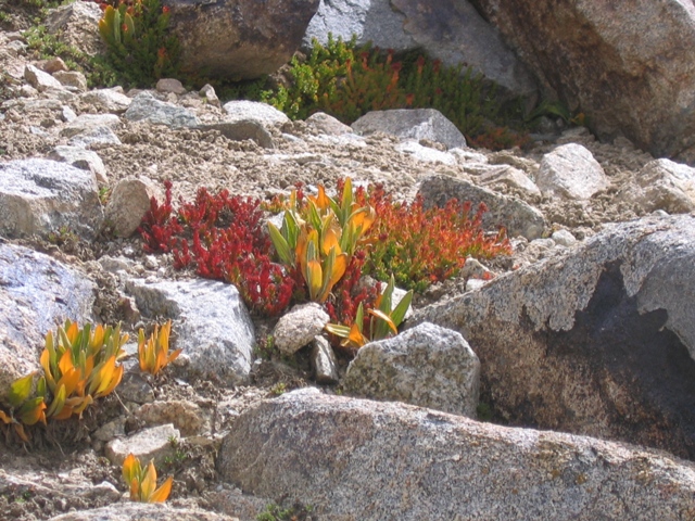Высотные каникулы, или Лето на «пятерку» (Альпинизм, заалай, перевал, зулумарт, бергшрунд, долина, туристический, поход, маршрут, высота, акклиматизация, восхождение, горный, горная пятерка, памир, пик ленина, вершина, урицкого, дзержинского)