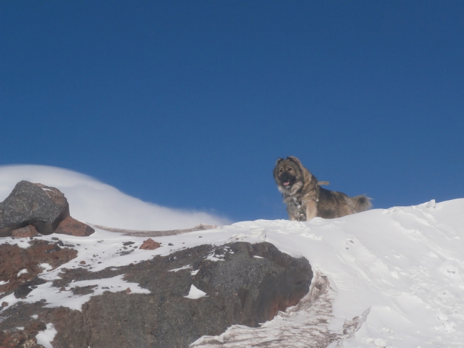 Верный друг - кавказец! (Альпинизм, эльбрус зимой, эльбрус, собака)