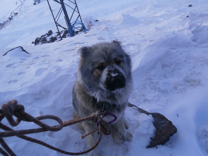Верный друг - кавказец! (Альпинизм, эльбрус зимой, эльбрус, собака)