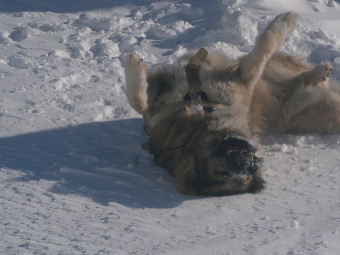 Верный друг - кавказец! (Альпинизм, эльбрус зимой, эльбрус, собака)