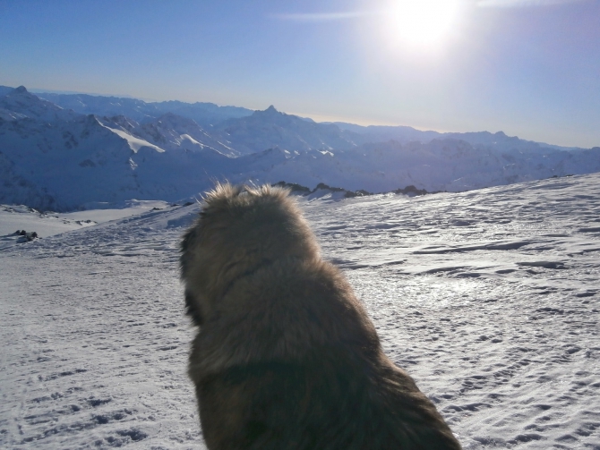 Верный друг - кавказец! (Альпинизм, эльбрус зимой, эльбрус, собака)