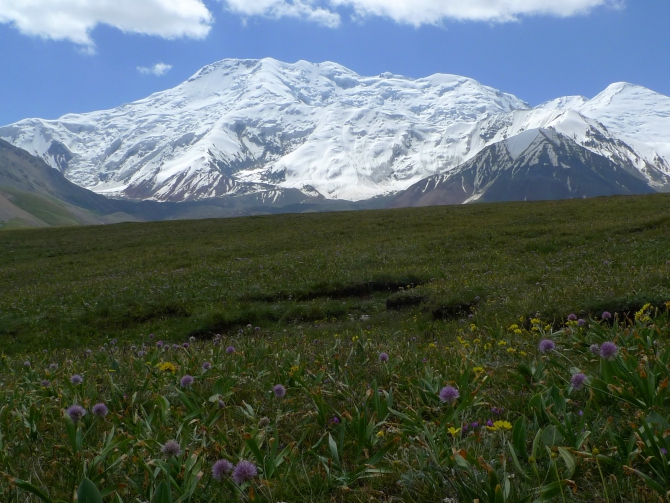 Цветы Памира. Фотогербарий. Часть 1. (Альпинизм, горные растения)