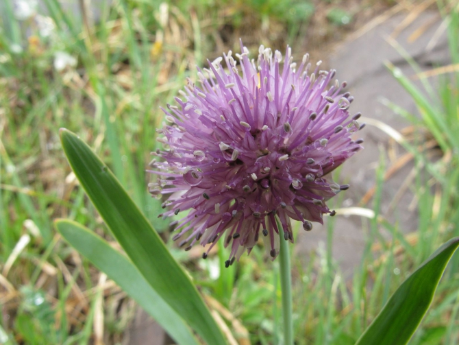 Цветы Памира. Фотогербарий. Часть 1. (Альпинизм, горные растения)
