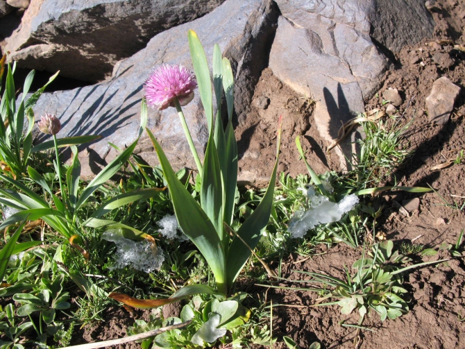 Цветы Памира. Фотогербарий. Часть 1. (Альпинизм, горные растения)