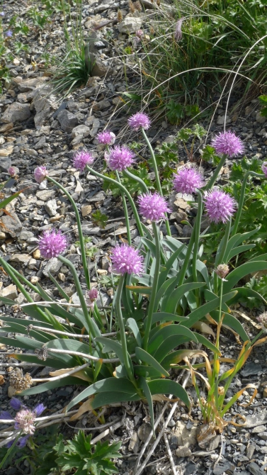 Цветы Памира. Фотогербарий. Часть 1. (Альпинизм, горные растения)