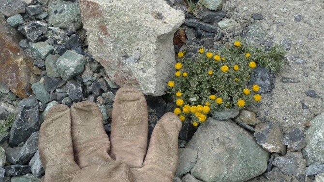 Цветы Памира. Фотогербарий. Часть 1. (Альпинизм, горные растения)