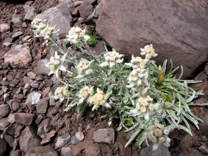 Цветы Памира. Фотогербарий. Часть 1. (Альпинизм, горные растения)