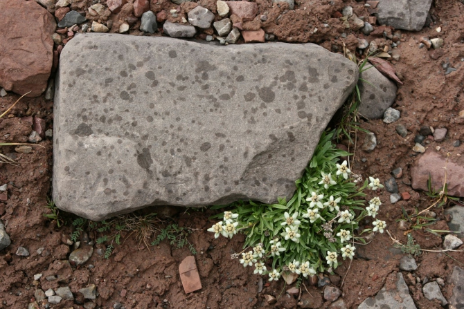 Цветы Памира. Фотогербарий. Часть 1. (Альпинизм, горные растения)