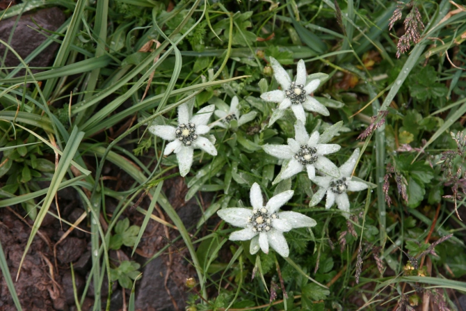 Цветы Памира. Фотогербарий. Часть 1. (Альпинизм, горные растения)