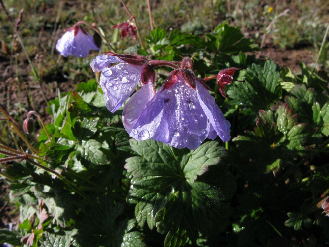 Цветы Памира. Фотогербарий. Часть 1. (Альпинизм, горные растения)