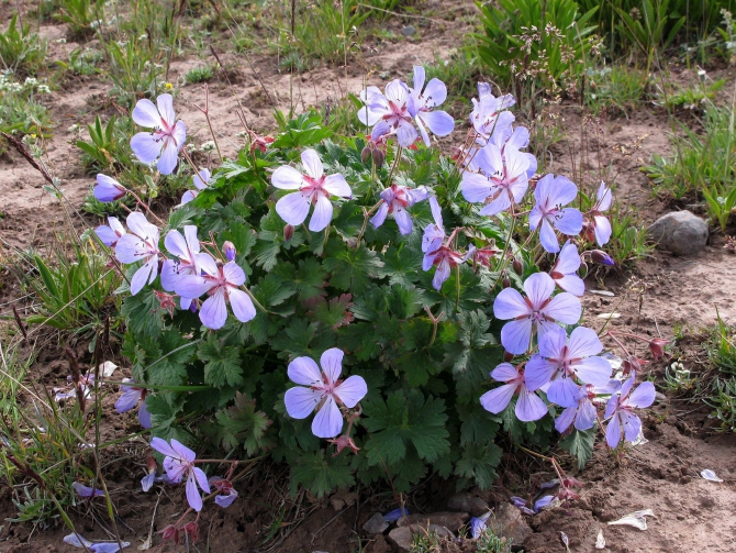 Цветы Памира. Фотогербарий. Часть 1. (Альпинизм, горные растения)