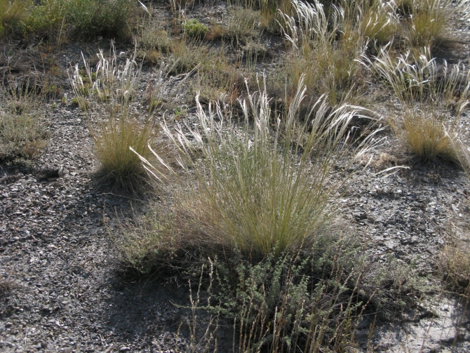 Цветы Памира. Фотогербарий. Часть 1. (Альпинизм, горные растения)