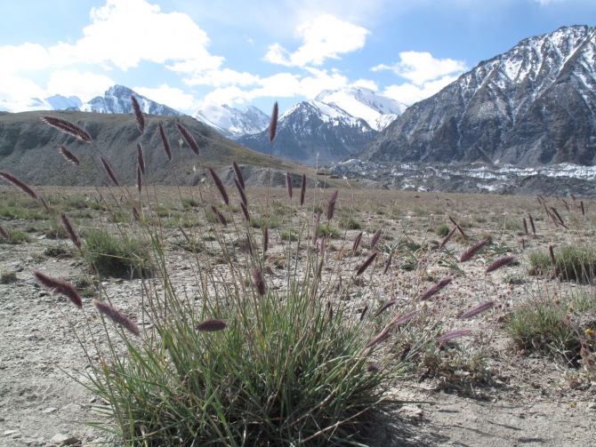 Цветы Памира. Фотогербарий. Часть 1. (Альпинизм, горные растения)
