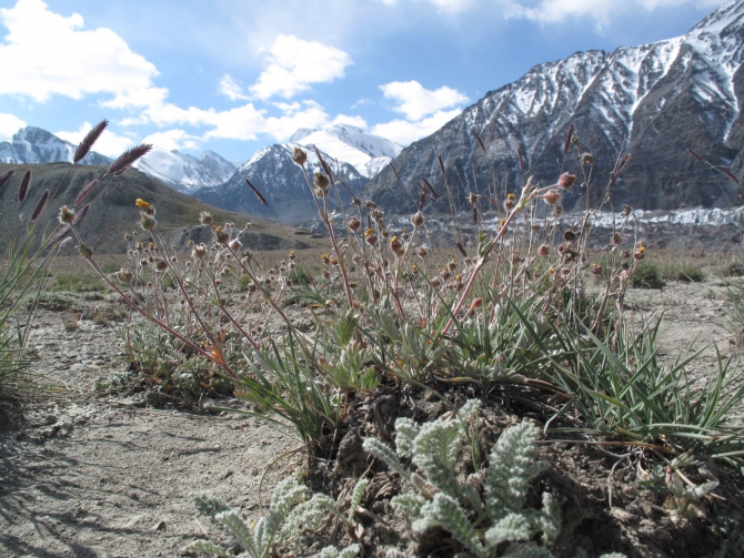 Цветы Памира. Фотогербарий. Часть 1. (Альпинизм, горные растения)