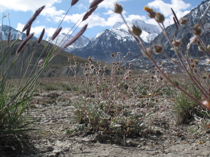 Цветы Памира. Фотогербарий. Часть 1. (Альпинизм, горные растения)