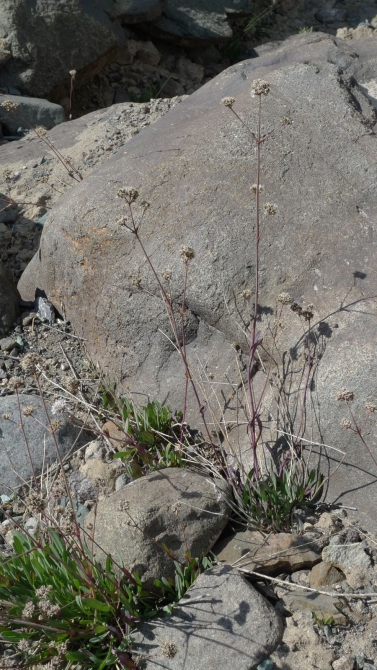 Цветы Памира. Фотогербарий. Часть 1. (Альпинизм, горные растения)
