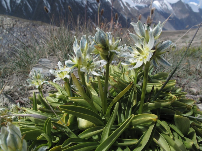 Цветы Памира. Фотогербарий. Часть 1. (Альпинизм, горные растения)