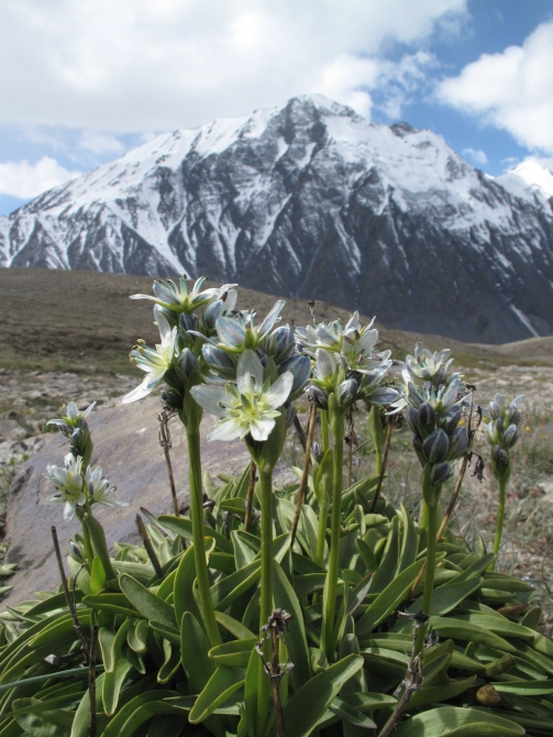 Цветы Памира. Фотогербарий. Часть 1. (Альпинизм, горные растения)
