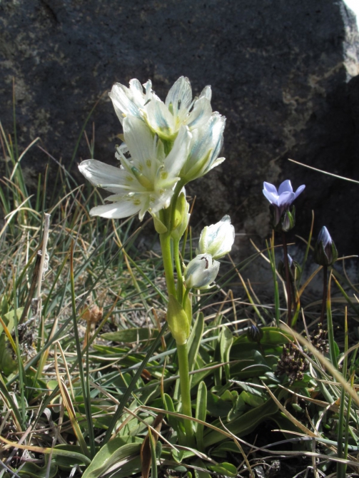 Цветы Памира. Фотогербарий. Часть 1. (Альпинизм, горные растения)