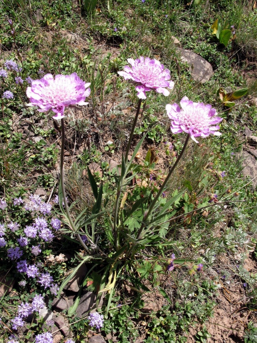Цветы Памира. Фотогербарий. Часть 1. (Альпинизм, горные растения)