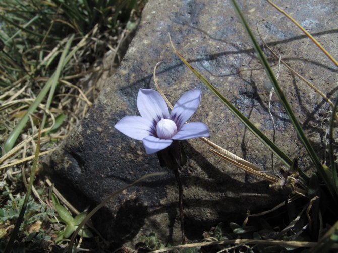 Цветы Памира. Фотогербарий. Часть 1. (Альпинизм, горные растения)