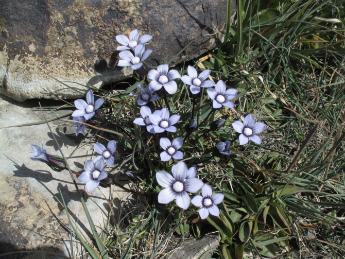 Цветы Памира. Фотогербарий. Часть 1. (Альпинизм, горные растения)