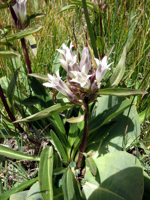 Цветы Памира. Фотогербарий. Часть 1. (Альпинизм, горные растения)