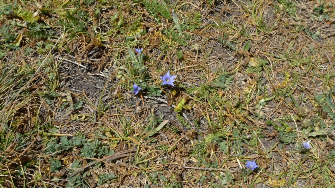 Цветы Памира. Фотогербарий. Часть 1. (Альпинизм, горные растения)