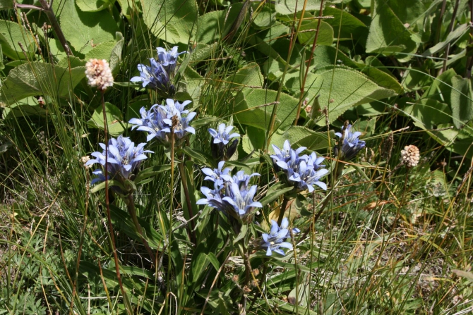 Цветы Памира. Фотогербарий. Часть 1. (Альпинизм, горные растения)