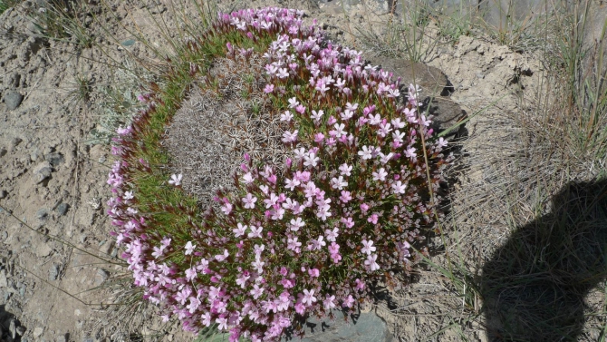 Цветы Памира. Фотогербарий. Часть 1. (Альпинизм, горные растения)