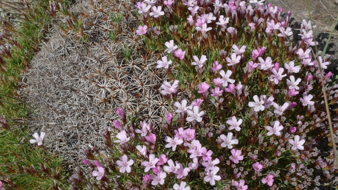 Цветы Памира. Фотогербарий. Часть 1. (Альпинизм, горные растения)