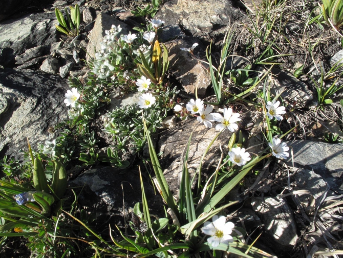 Цветы Памира. Фотогербарий. Часть 1. (Альпинизм, горные растения)