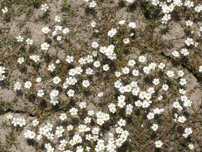 Цветы Памира. Фотогербарий. Часть 1. (Альпинизм, горные растения)