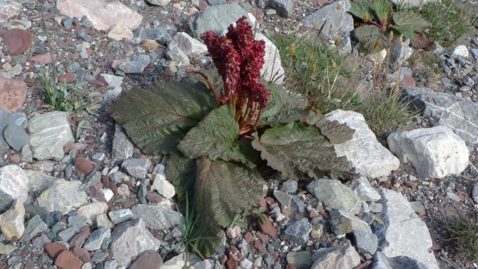 Цветы Памира. Фотогербарий. Часть 1. (Альпинизм, горные растения)